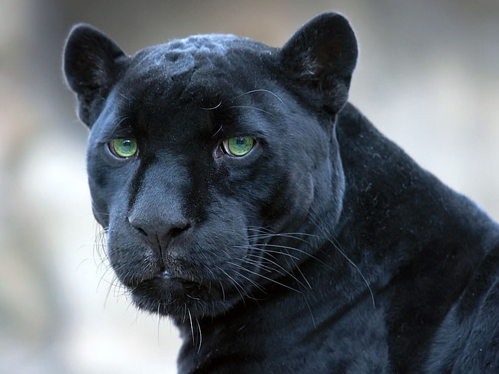 black leopard, panther, face, big cat, predator, HD wallpaper