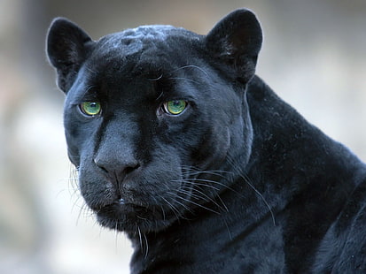 черный леопард, пантера, морда, большая кошка, хищник, HD обои HD wallpaper
