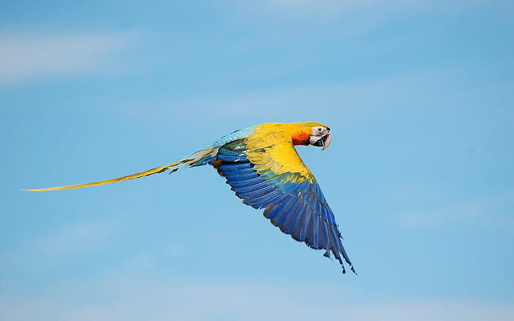 macaws, parrot, flying, birds, sky, Animal, HD wallpaper