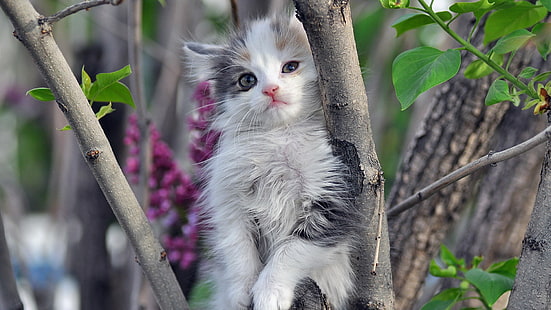 kitten, cat, feline, animal, pet, kitty, fur, young mammal, domestic, cute, young, whiskers, mammal, eyes, furry, pets, animals, adorable, look, face, looking, portrait, hair, baby, curious, fluffy, little, cats, grey, soft, ears, eye, whisker, persian cat, playful, puss, nose, play, kittens, sitting, HD wallpaper HD wallpaper