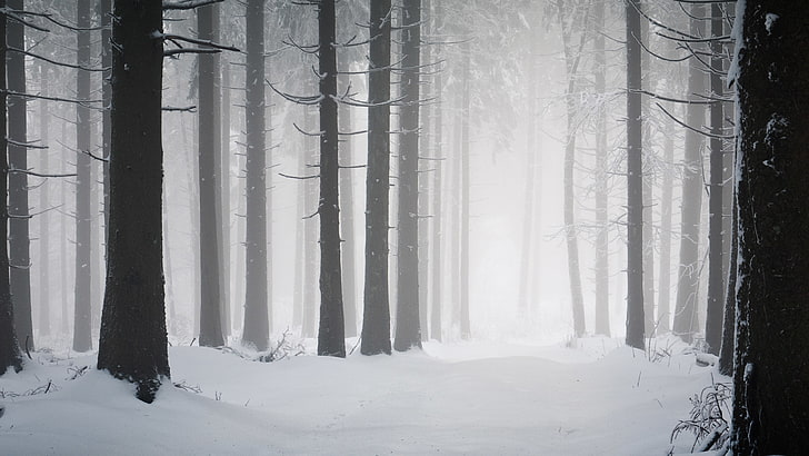 hutan, pohon, salju, musim dingin, kabut, jalan setapak, alam, Wallpaper HD