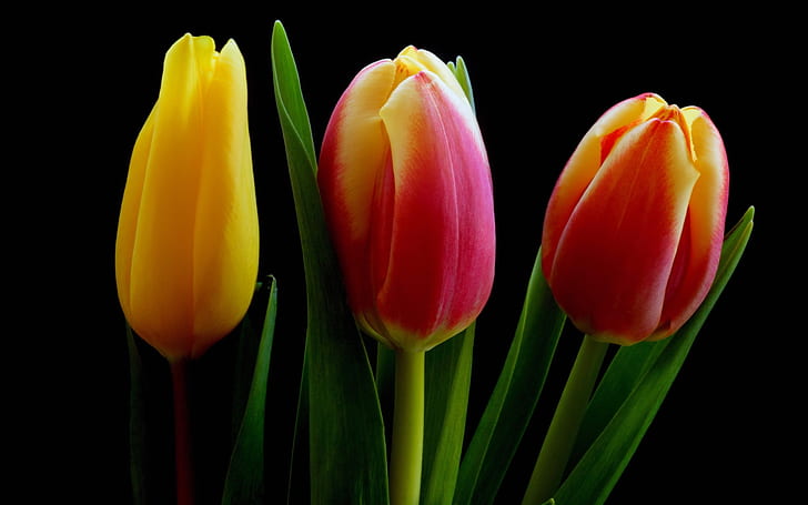 Fleurs de tulipe rouge orange jaune, fond noir, jaune, orange, rouge, tulipe, fleurs, noir, fond, Fond d'écran HD