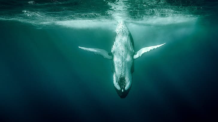 الحوت ، الحيوانات ، الحوت الأحدب ، تحت الماء، خلفية HD