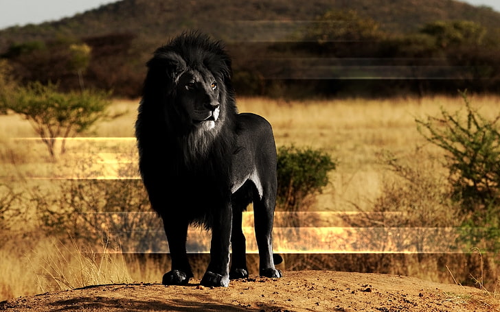 black lion, lion, black lion, mane, rock, HD wallpaper
