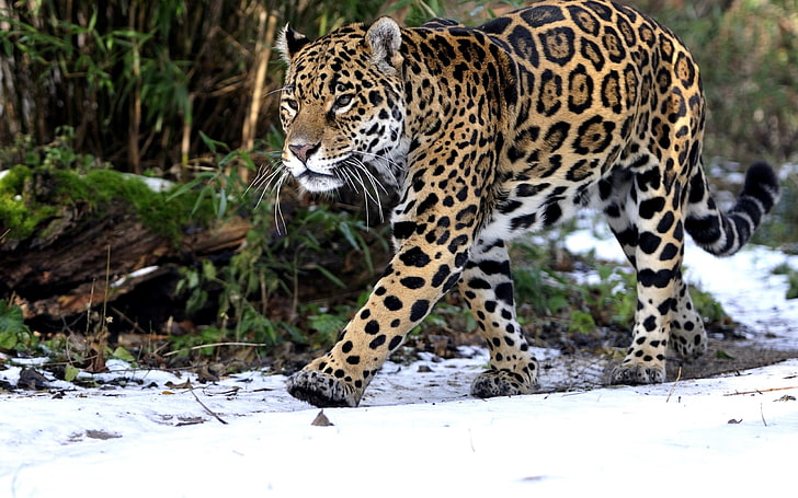 взрослый леопард, леопард, снег, прогулка, хищник, HD обои