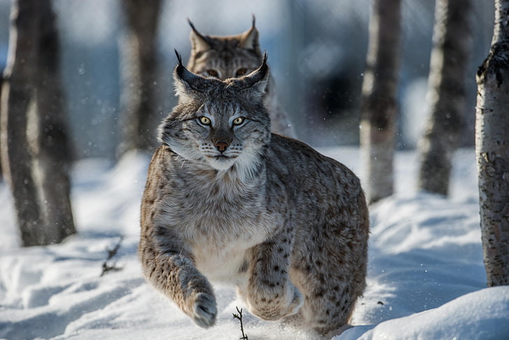 dua kucing abu-abu, gerakan, berlari, lynx, Wallpaper HD
