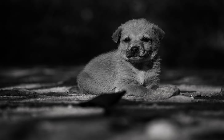 Очаровательны Lonely Puppy, щенок, очаровательный щенок, HD обои
