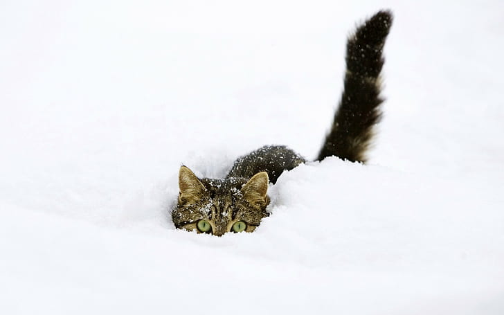 животни, котки, фондо, забавни, котенца, сняг, разширени, HD тапет