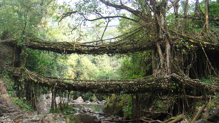 мост, корен, река, природа, джунгла, Индия, Cherrapunji, Азия, HD тапет