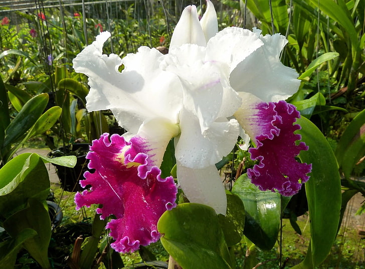 Orquídeas Cattleya blancas y moradas, iris, flor, gotas, frescura, invernadero, primer plano, Fondo de pantalla HD