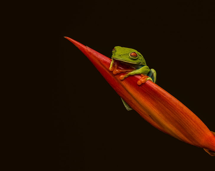 red-eyed green tree frog on red plant, red-eyed tree frog, red-eyed tree frog, Red-eyed Tree Frog, green tree frog, plant, Costa Rica, Rain Forest, frog, amphibian, animal, nature, tree Frog, wildlife, green Color, close-up, HD wallpaper