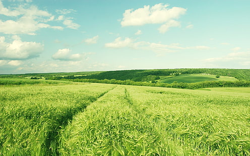 зеленая трава, природа, пейзаж, грин, поле, ячмень, HD обои HD wallpaper
