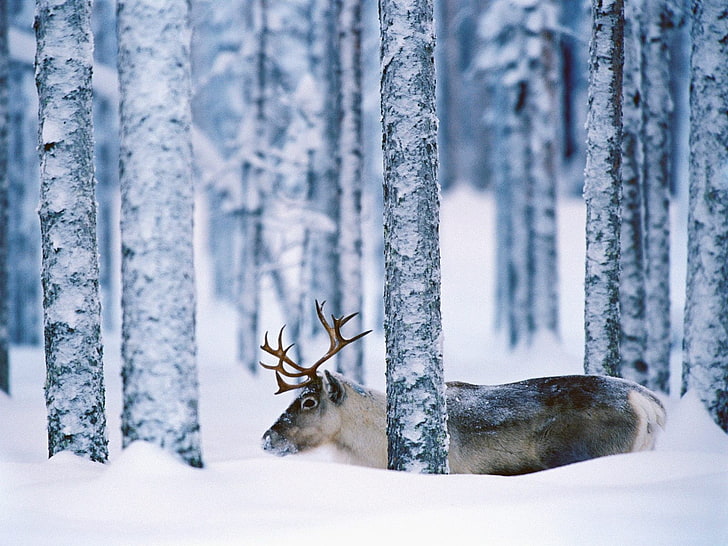 северный олень, деревья, снег, животные, лес, зима, HD обои