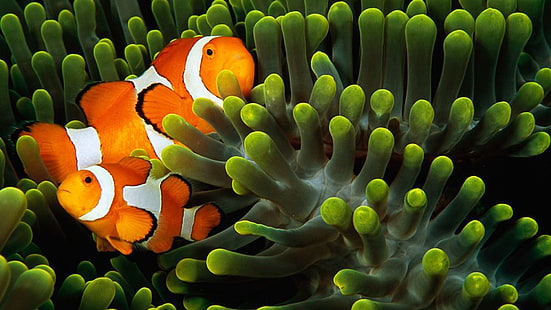 สัตว์ใต้น้ำปลาปลาการ์ตูน, วอลล์เปเปอร์ HD HD wallpaper