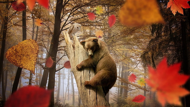 бурый медведь, природа, пейзаж, деревья, листья, осень, животные, медведи, птицы, сова, ветка, туман, мертвые деревья, фото манипуляции, восхождение, HD обои