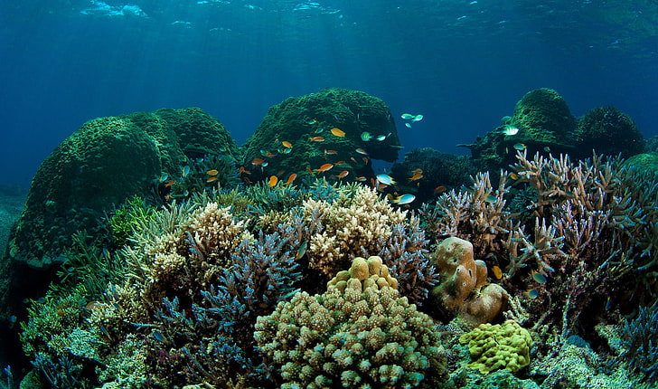 коричневые и серые кораллы, море, рыба, дно, кораллы, HD обои