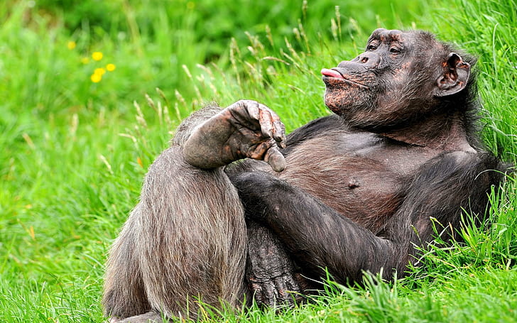 Chimpancé gracioso, gracioso, chimpancé, Fondo de pantalla HD