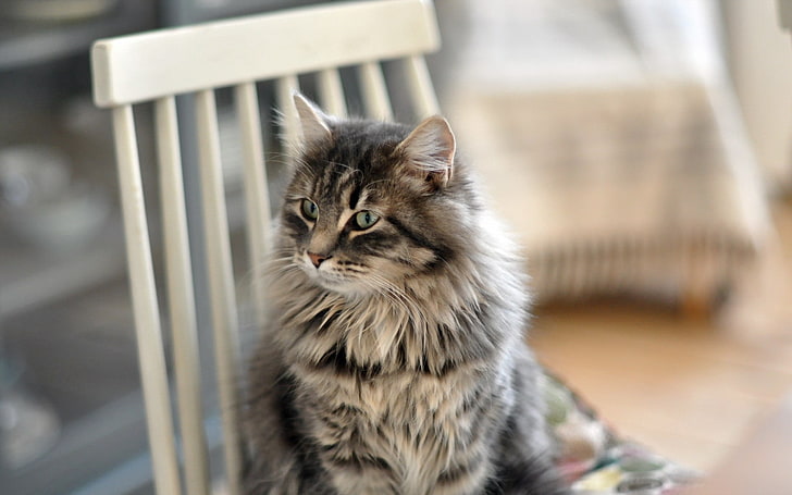 gray maine coon cat, cat, furry, chair, sit, HD wallpaper