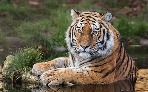O tigre de Amur, o tigre de Amur, gato selvagem, predador, gato, água, vista, HD papel de parede HD wallpaper