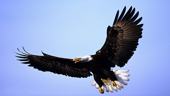 Aigle en vol Tête blanche et griffes de queue blanches Bec écarté ailé 2560 × 1440, Fond d'écran HD HD wallpaper