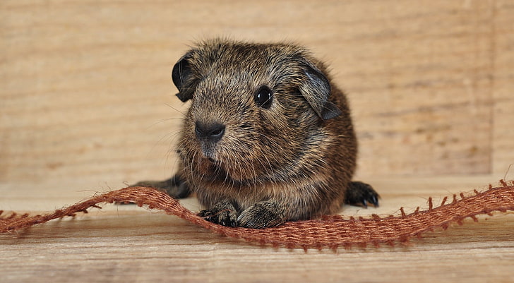 brown guinea pig, guinea pig, cute, rodent, beautiful, HD wallpaper