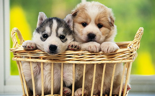 Dog Puppy Basket HD, dua anak anjing mantel pendek hitam dan coklat, hewan, anjing, anak anjing, keranjang, Wallpaper HD HD wallpaper