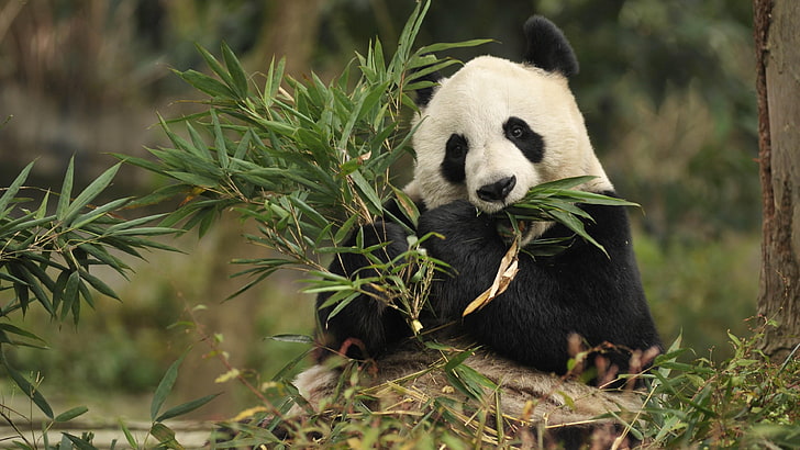 panda, panda bear, giant panda, bear, china, fauna, wildlife, grass, HD wallpaper
