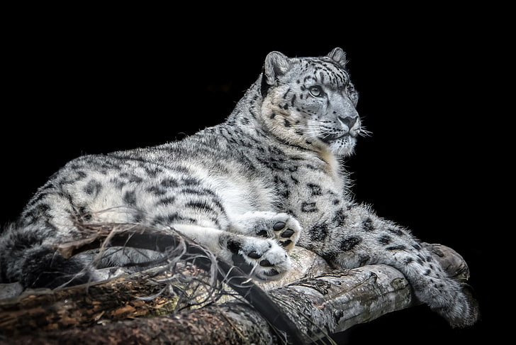 IRBIS, snow leopard, handsome, HD wallpaper