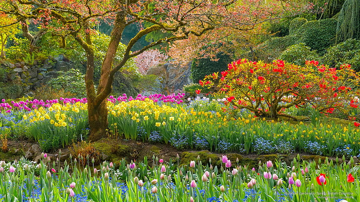 حدائق بوتشارت في الربيع ، كولومبيا البريطانية ، زهور / حدائق، خلفية HD