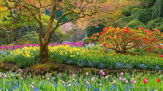 Butchart Gardens през пролетта, Британска Колумбия, цветя / градини, HD тапет HD wallpaper