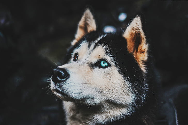 latar belakang gelap, heterokromia, Siberian Husky, anjing, Wallpaper HD