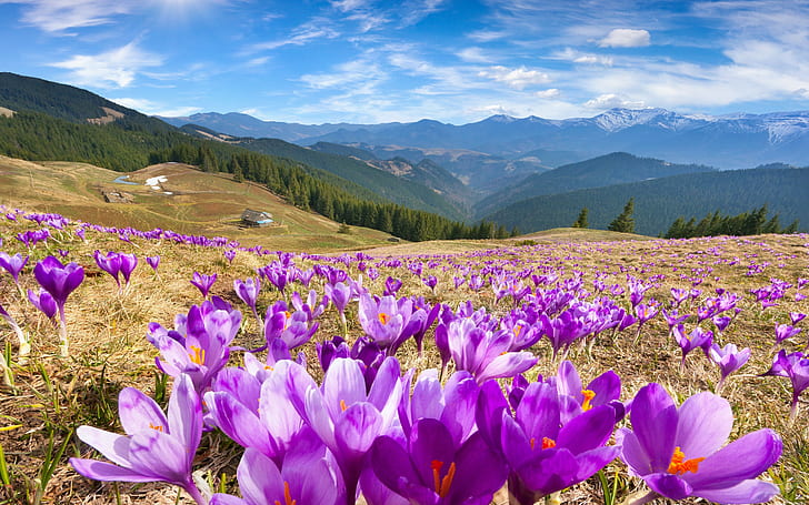 Крокус цветя, пролет, лилаво многоцветно поле с цветя, планини, пролет, ливада, цветя, минзухар, небе, слънце, HD тапет