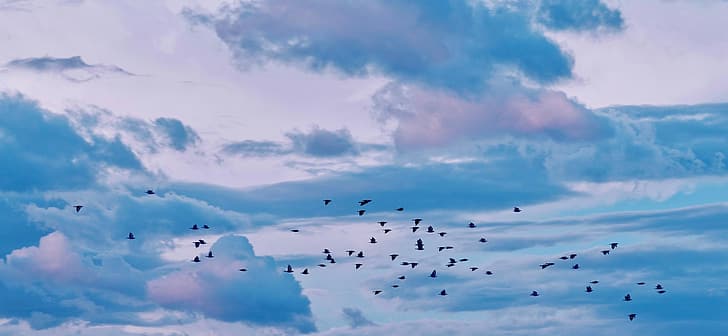 Cloud Atlas, ave de rapina, natureza, HD papel de parede