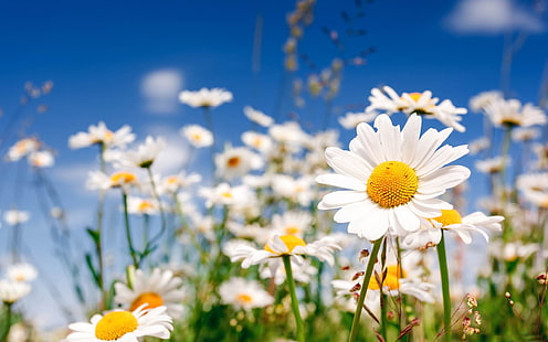 polne kwiaty rumianek-HD panoramiczna tapeta, białe pole stokrotki, Tapety HD HD wallpaper