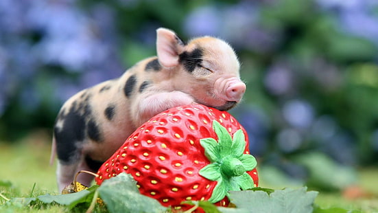 pig, piggy, littly pig, cute, strawberry, funy, food, HD wallpaper HD wallpaper