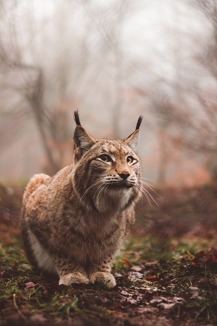 brown cat, lynx, predator, large cat, sits, HD wallpaper