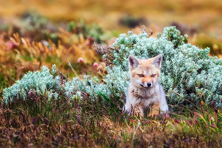 grass, thickets, Chile, little, South America, Patagonia, the Argentine gray Fox, grey Zorro, South American Fox, HD wallpaper