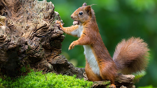 scoiattolo, mammifero, volpe scoiattolo, animale terrestre, roditore, fauna selvatica, carino, muso, barba, Sfondo HD HD wallpaper