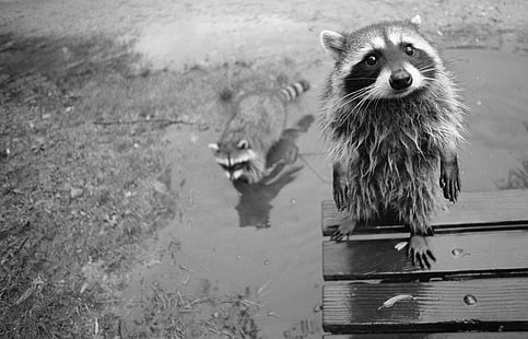 raccoons, monochrome, animals, HD wallpaper HD wallpaper