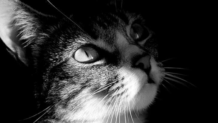 cat in gray scale photo, cat, monochrome, animals, HD wallpaper