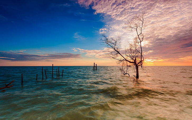 tree on body of water during dusk, nature, sea, HD wallpaper