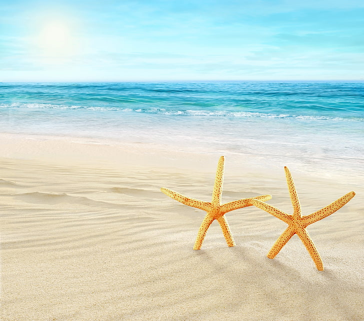two yellow starfishes, sea, beach, summer, the sky, clouds, nature, shells, HD wallpaper
