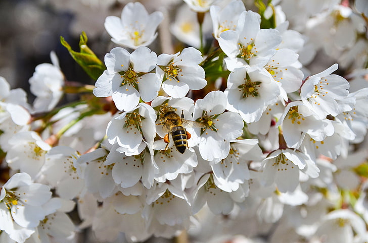 white petaled flowers, bee, pollination, flowering, spring, HD wallpaper