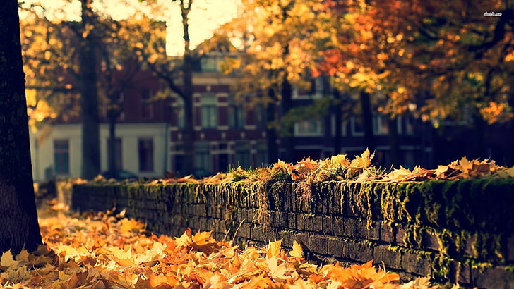 yellow leaf lot, photo of dried leaves on ground, fall, nature, depth of field, leaves, bricks, house, trees, park, HD wallpaper