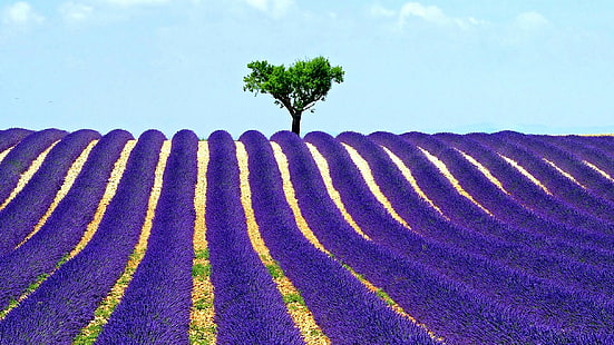 Träd, fält, lavendel, lila flödesfält, träd, fält, lavendel, himlen, HD tapet HD wallpaper