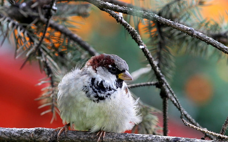 white and brown bird, nature, bird, sparrow, branch, needles, HD wallpaper