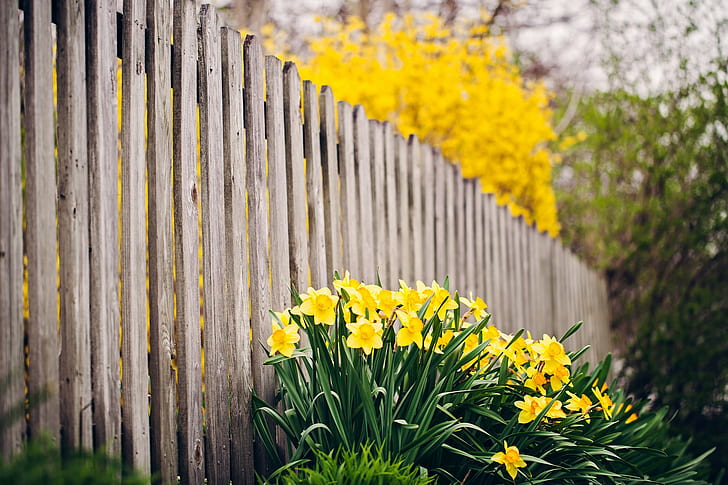 Fence flowers, flowers, fence, nature, HD wallpaper