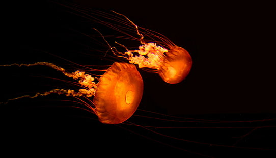 Jellyfish Underwater Ocean Sea Bokeh Jelly High Resolution Pictures, риби, боке, високо, желе, медузи, океан, снимки, резолюция, под вода, HD тапет HD wallpaper