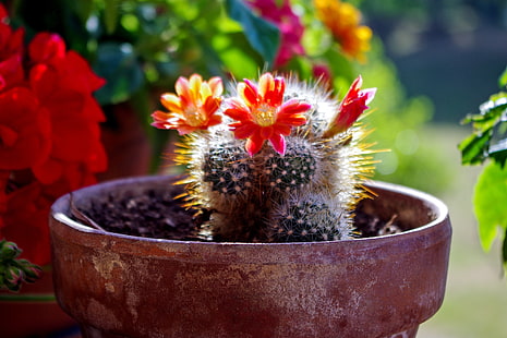 cactus verde, piante grasse, cactus, fiore, fioritura, Sfondo HD HD wallpaper