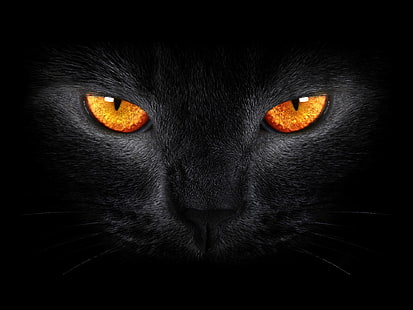 PC에 검은 고양이 다운로드 배경, HD 배경 화면 HD wallpaper